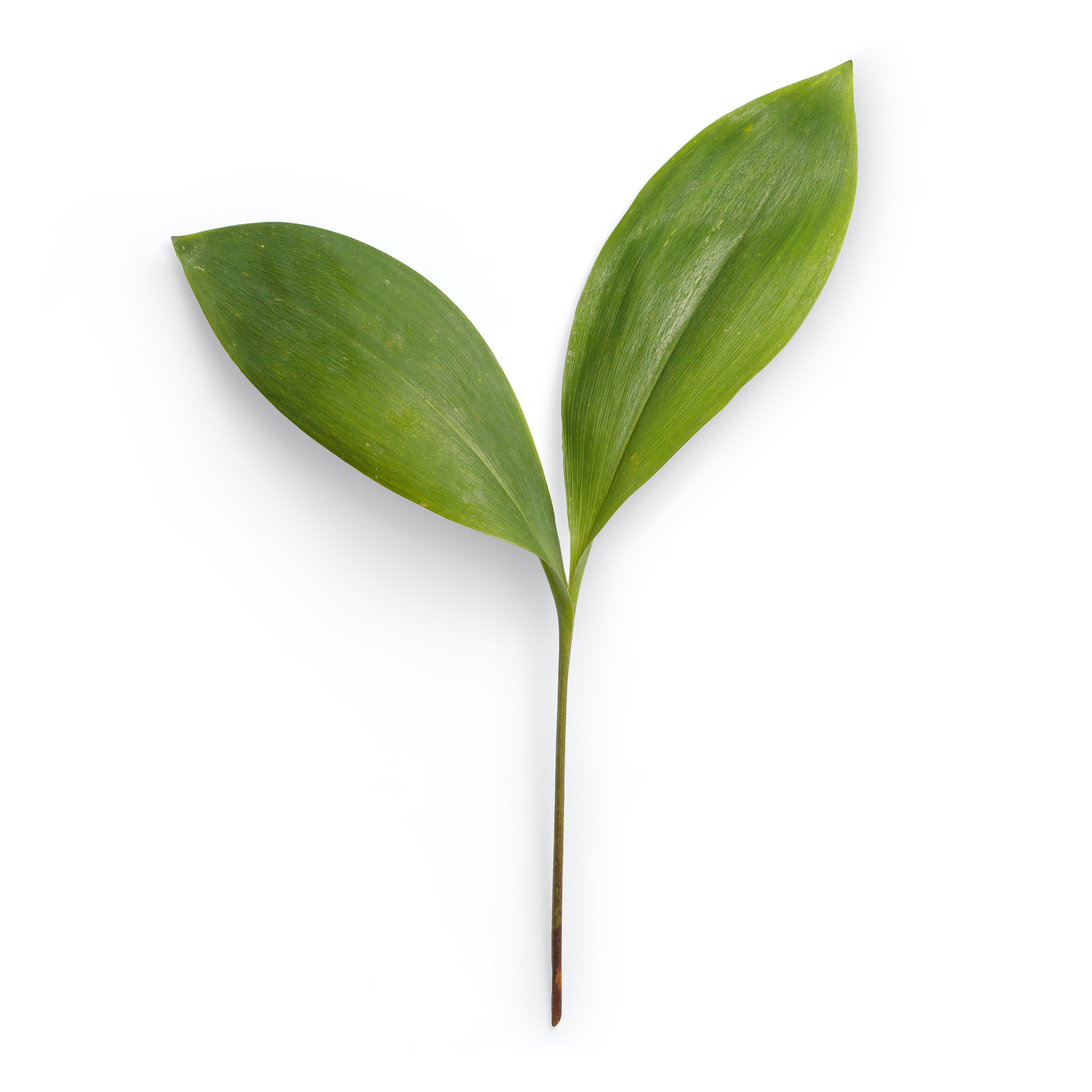 Thrust-hero-singleleaf